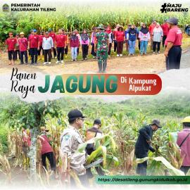 Kalurahan Tileng Sukses Gelar Panen Raya di Kampung Alpukat